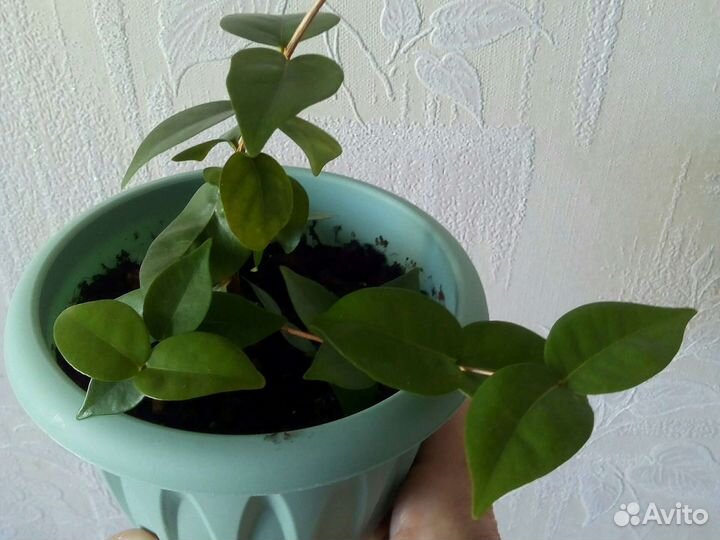 Суринамская вишня