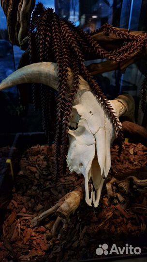 Террариум с оформлением