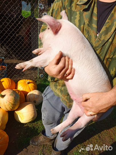 Продам поросят