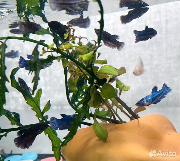 Рыбка Петушок