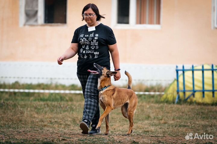 Дрессировка собак