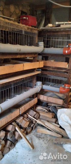 Браудер и клетки для бройлеров