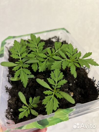 Рассада бархатцы