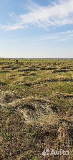 Продам сено в рулонах люцерно 2 укос