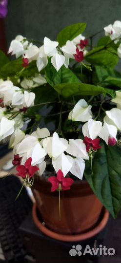 Клеродендрум томпсон