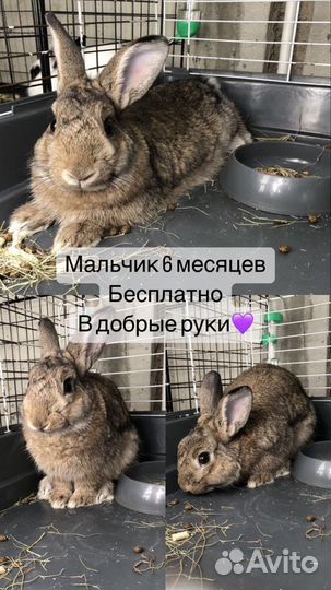 Декоративные кролики в добрые руки