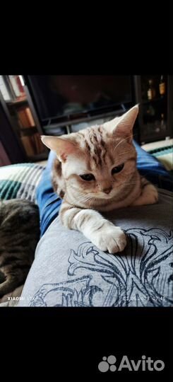 Шотландская кошка