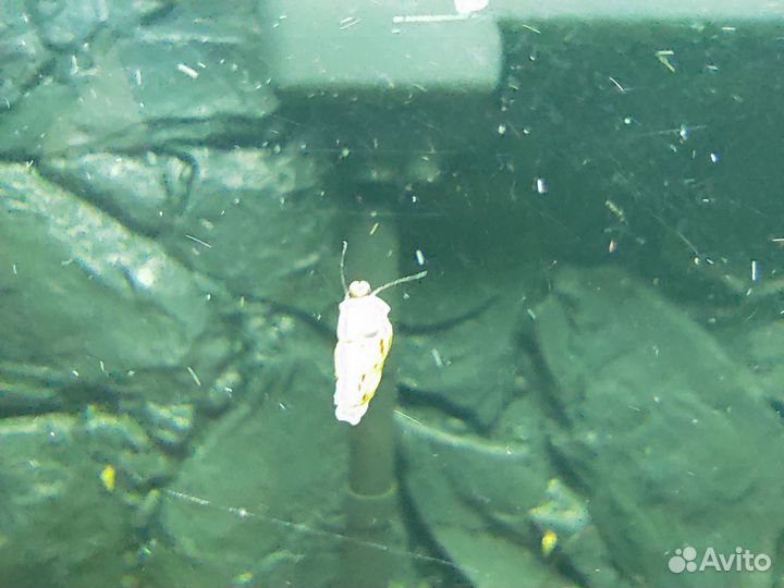 Улитки милании