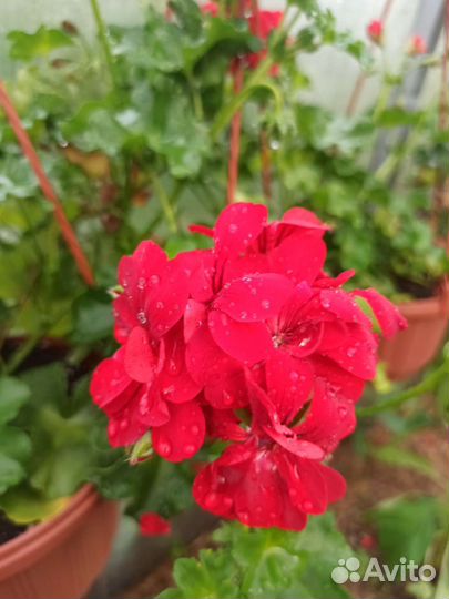 Герань пеларгония плющелистная