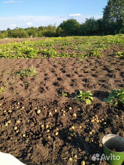 Картофель домашний