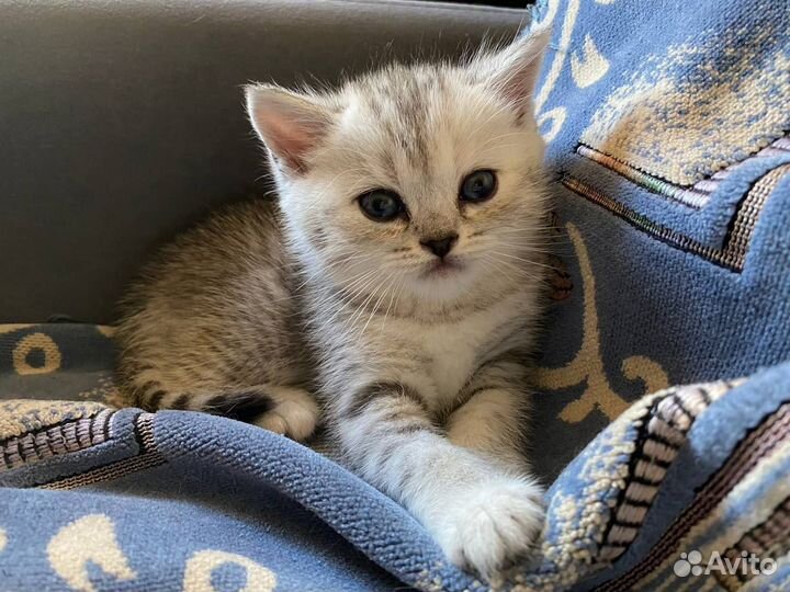 Шотландские котята