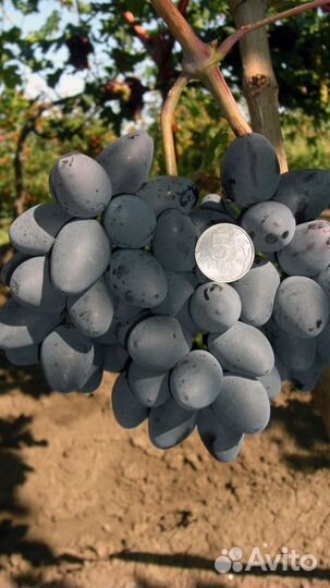 Черенки винограда