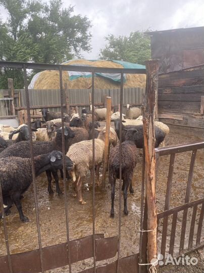 Продажа живые бараны