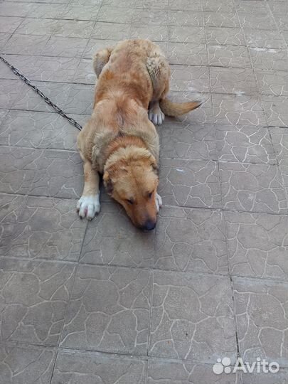 Отдам собаку Алабай в добрые руки