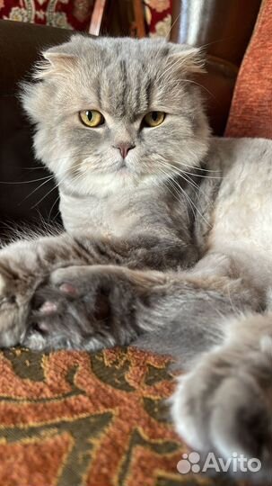 Кот хайленд фолд