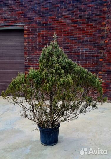 Можжевельник