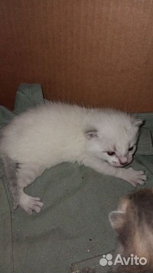 Отдам котят