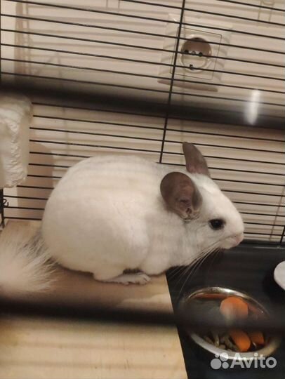 Продается шиншилла белый Вильсон