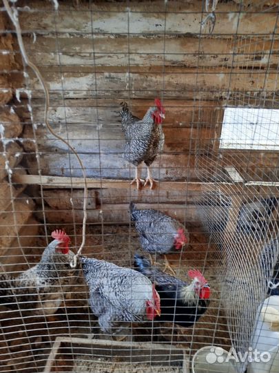 Молодые петухи