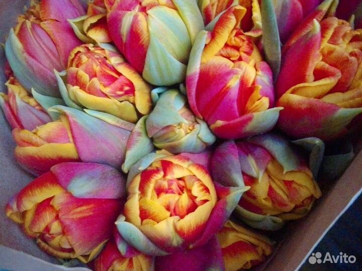 Тюльпаны пионовидные 25 шт