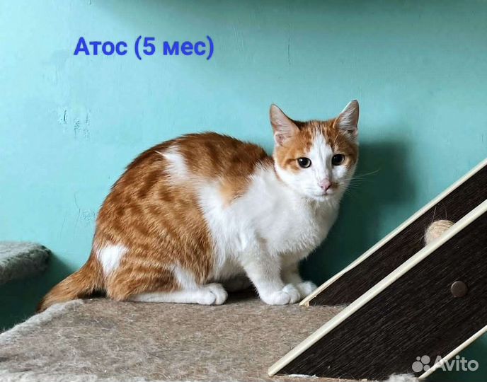 Котята в добрые руки бесплатно