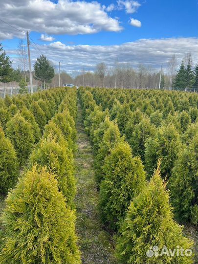 Продажа растений туй смарагд