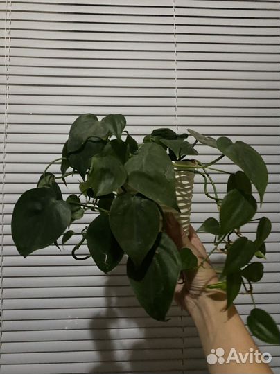 Сциндапсус