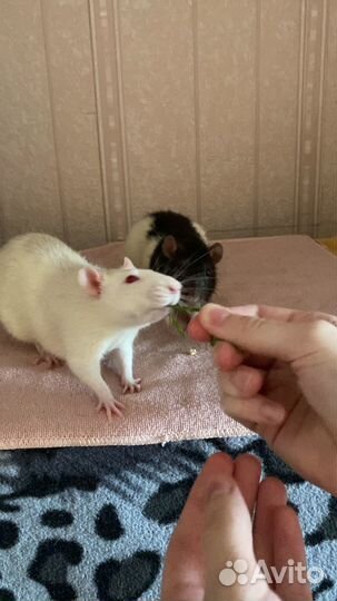 Клетка с Крысами