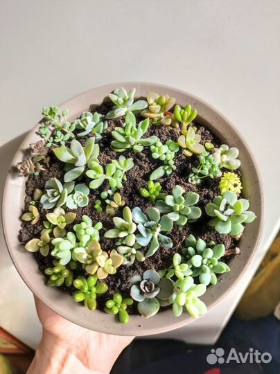 Суккуленты