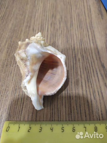 Раковина моллюска Rapana Bezoar