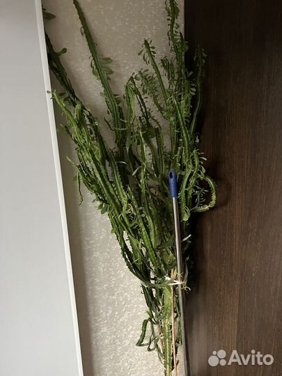 Молочай треугольный