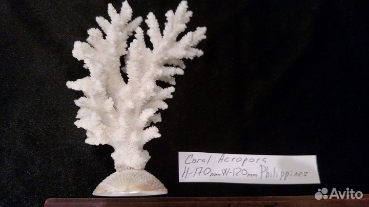 Коралл белый
