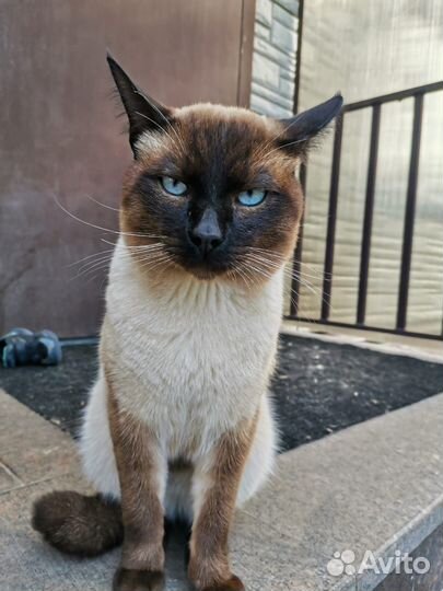 Сиамский котик