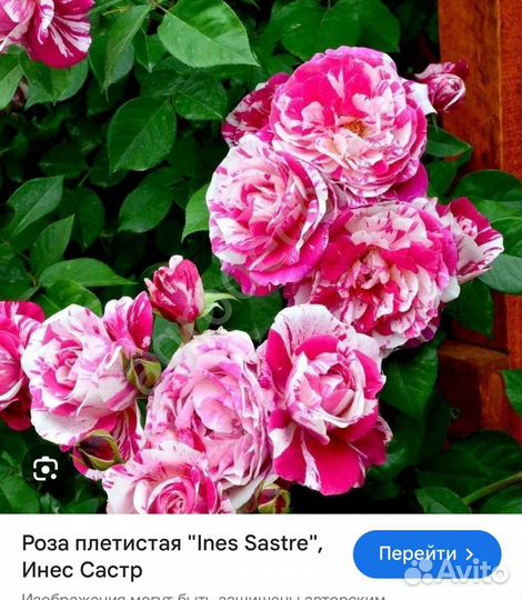 Роза плетистая