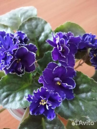 Фиалки детки