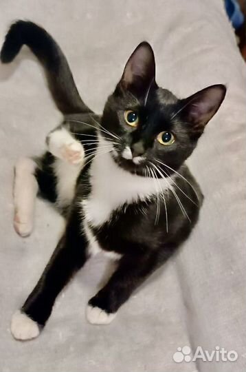 Кошка в добрые руки