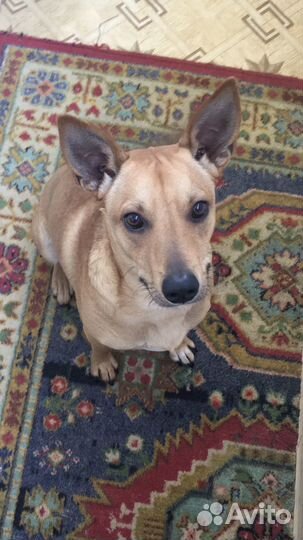 Потерялась собака