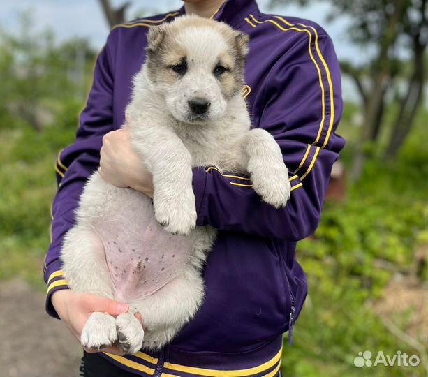 Щенки Алабая