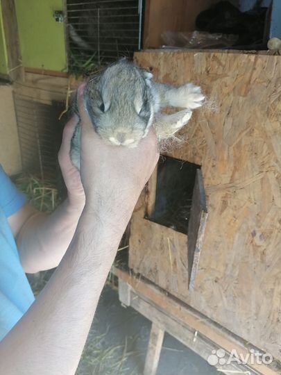 Кролики мясных пород серый великан