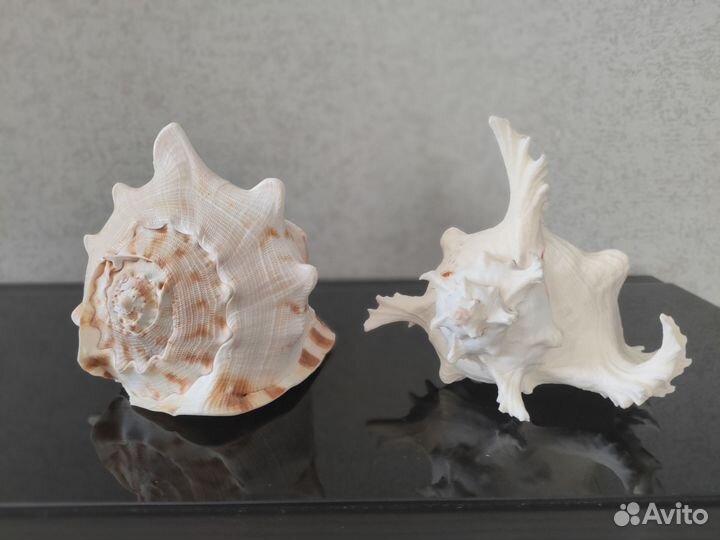 Ракушка морская большая