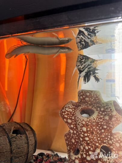 Аквариумные рыбки бесплатно бронь