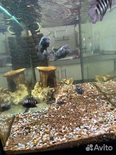 Аквариум
