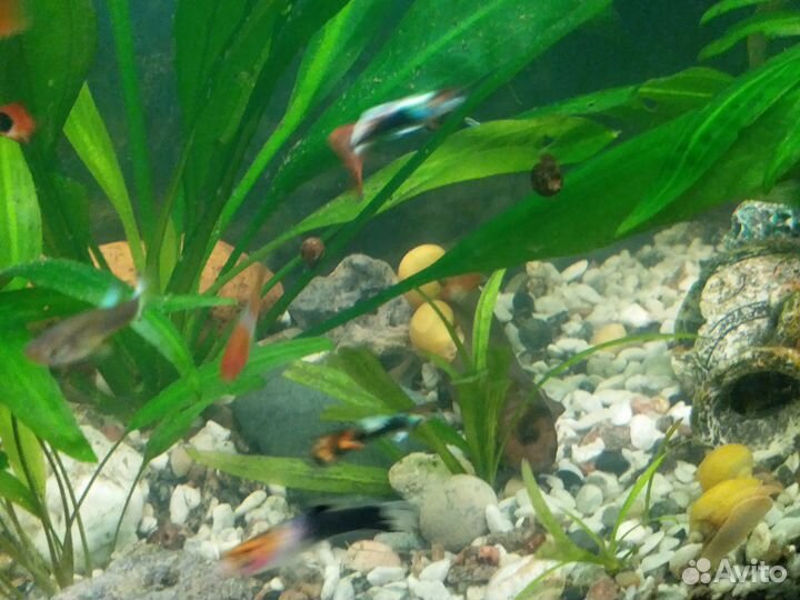 Аквариумные рыбки