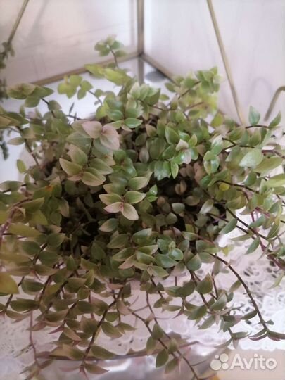 Драцена и др