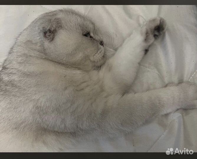 Продам кота. Все вопросы по телефону