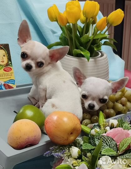 Чихуахуа