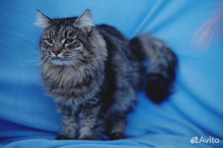 Особенный котик Серенький