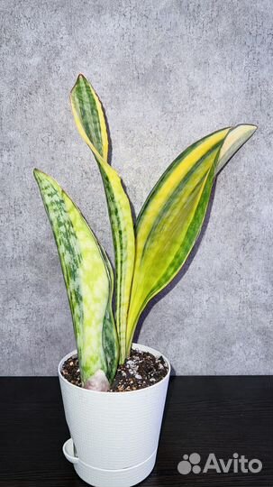 Сансевиерия Масониана Желтая Вариегатная