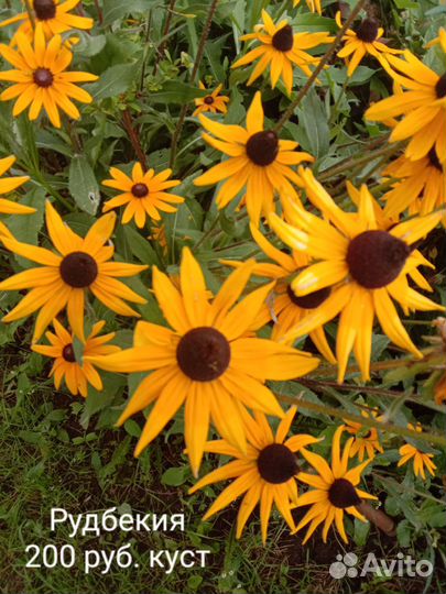 Садовые многолетники