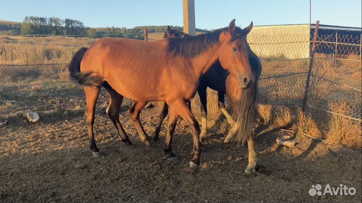 Карачаевская кобыла жеребчик жеребец къ араб
